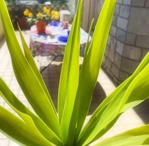 Tittihome * סנרמו